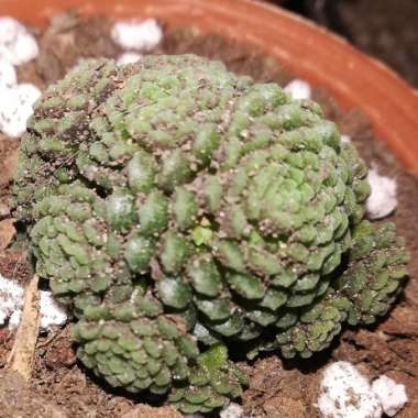 Monanthes Polyphylla