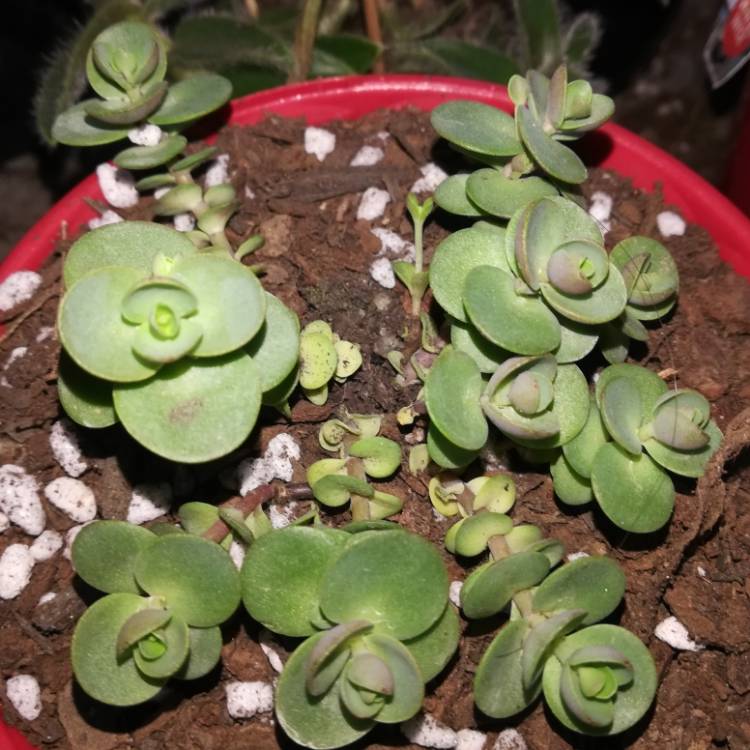 plant image 1155428 plant image 1155428