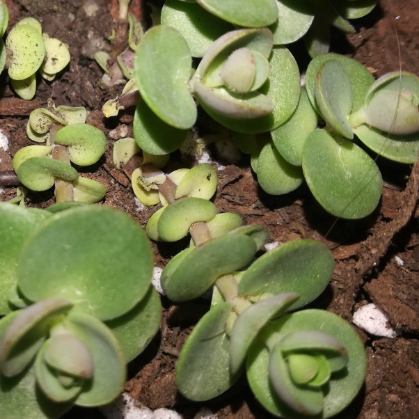 plant image 1155429 plant image 1155429
