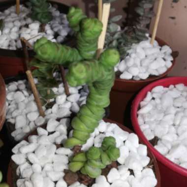 Crassula rupestris subsp. marnieriana