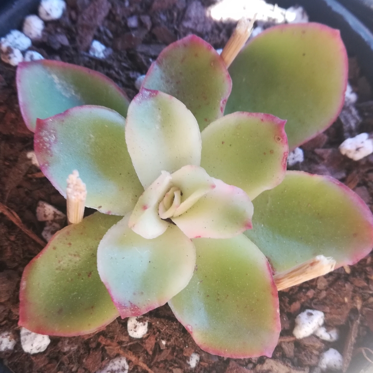 plant image 1159787 plant image 1159787