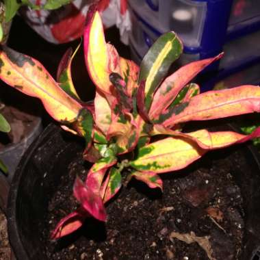 Codiaeum variegatum