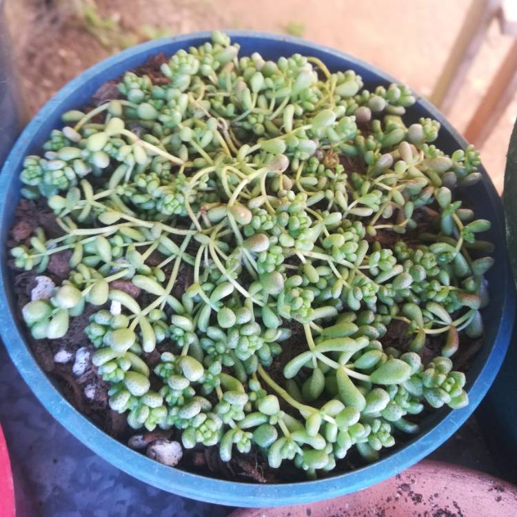 plant image 1159876