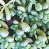 plant image 1159878