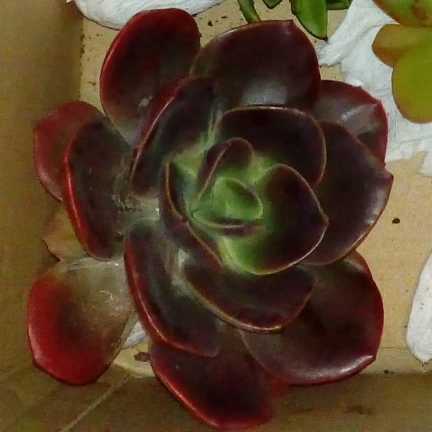 Plant image Echeveria Blue Metal