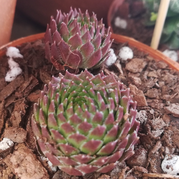 Plant image Sempervivum Octopodes v. Apetalum