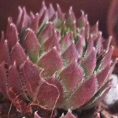 Plant image Sempervivum Octopodes v. Apetalum