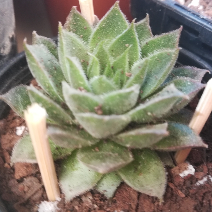 Plant image Sempervivum Bernstein
