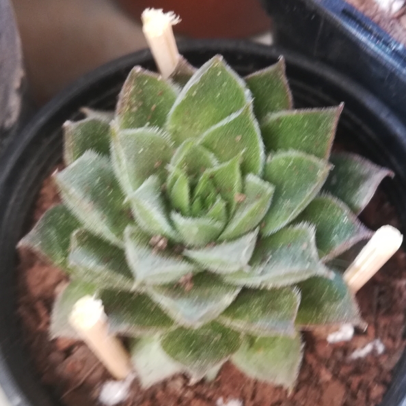 plant image 1160284