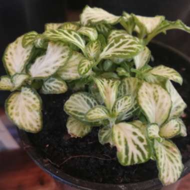 Fittonia albivenis var. Verschaffeltii