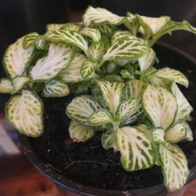 plant image 1162042