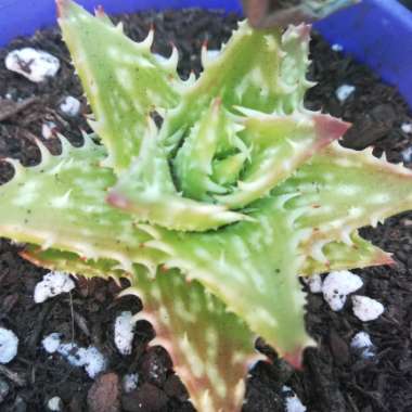 Aloe 'Juvenna'