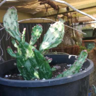 Opuntia Ficus-Indica Variegata