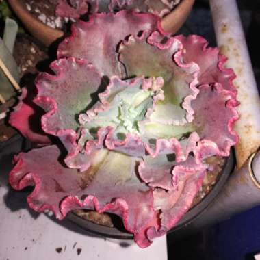 Echeveria Strawberry Paddle