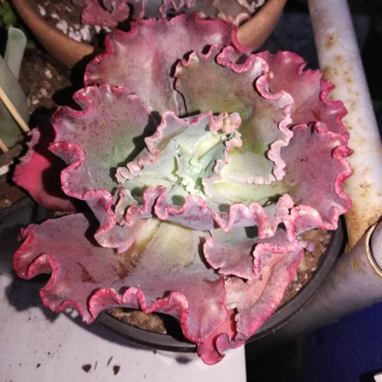 plant image 1170123