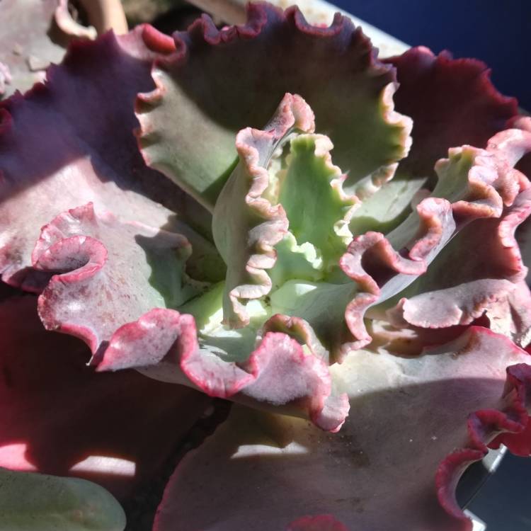 plant image 1170126