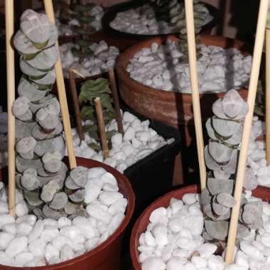 Crassula  Plegmatoides syn. Crassula pseudocolumnaris