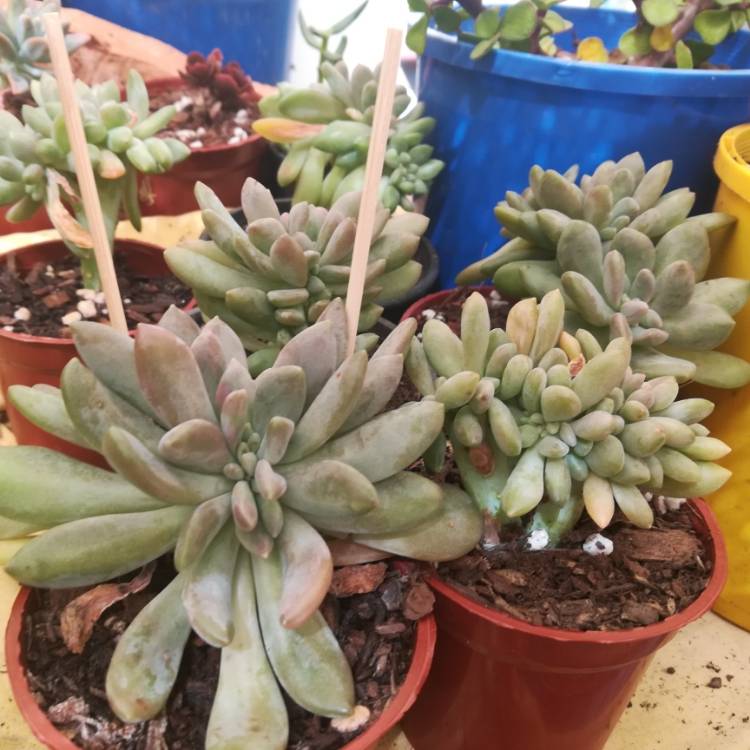Plant image x Pachyveria Clavifolia Cristata