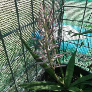 Sansevieria parva