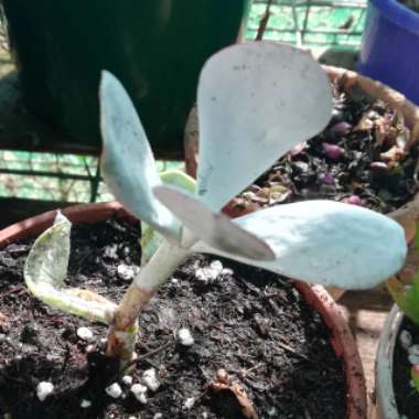 Cotyledon Silver Delight
