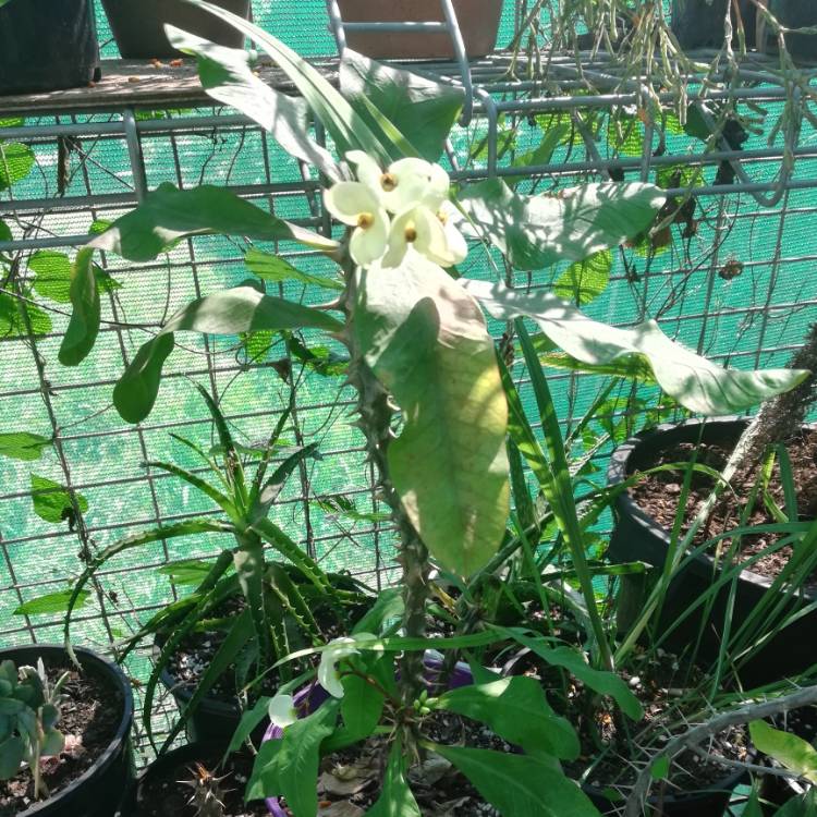 plant image 1174025
