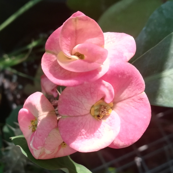 plant image 1174030