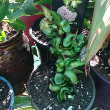Hoya Carnosa Compacta Variegata 