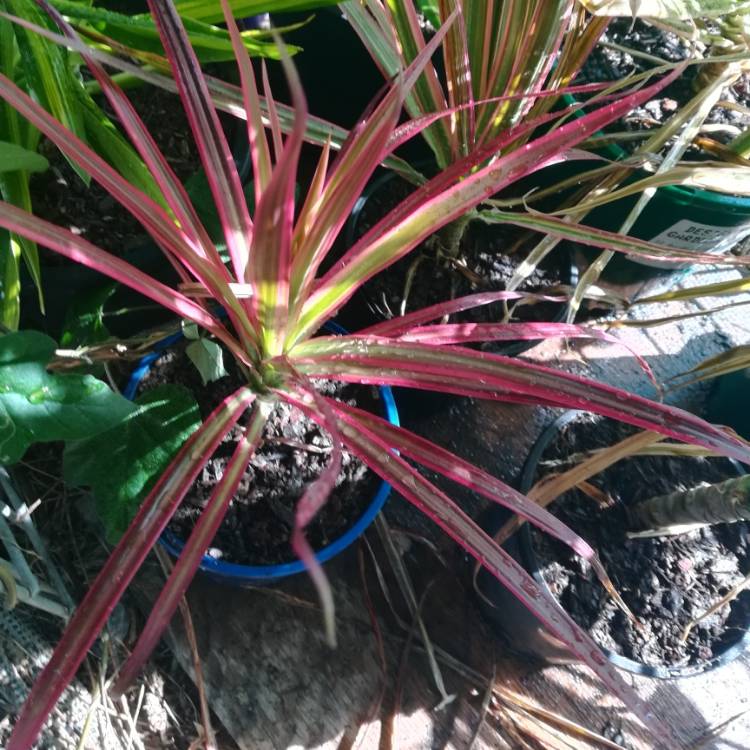 Plant image Dracaena Marginata 'Colorama'