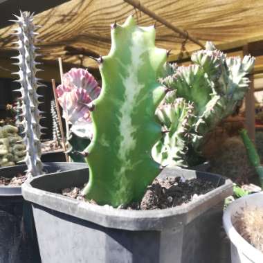 Euphorbia Trigona
