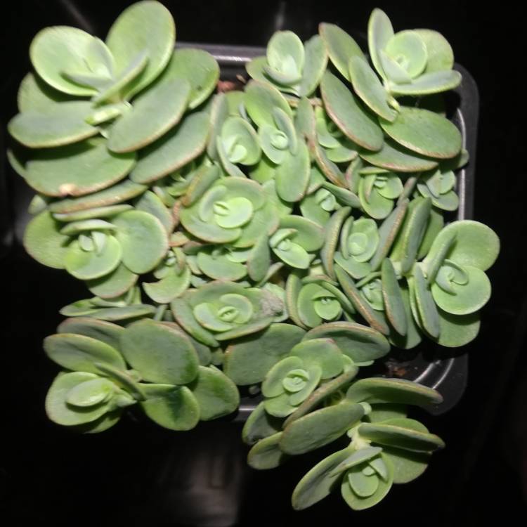 plant image 1178781 plant image 1178781
