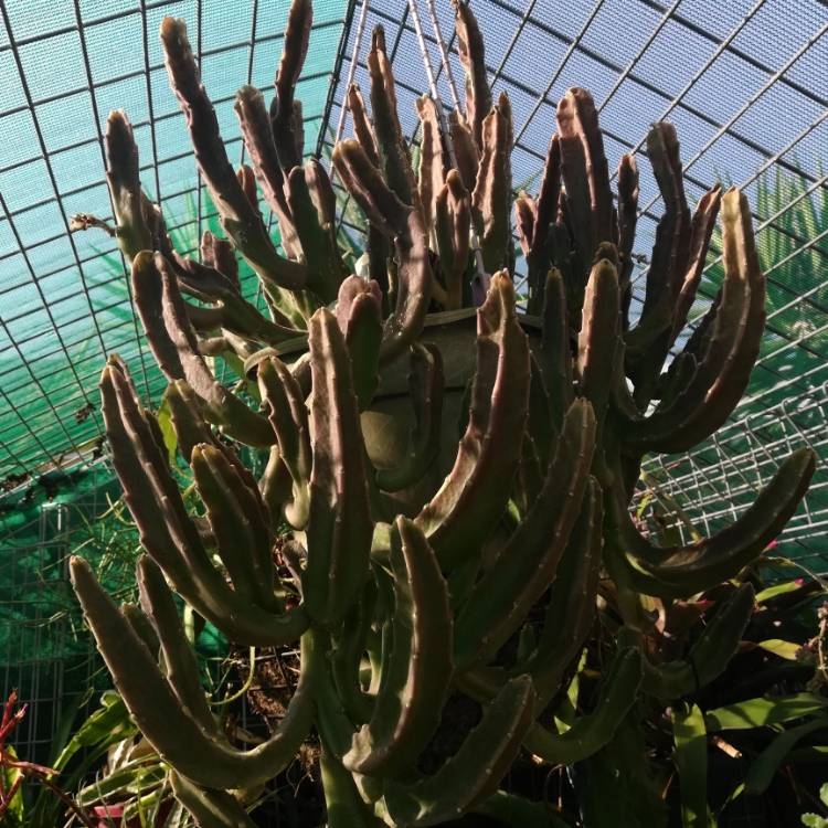 plant image 1181004