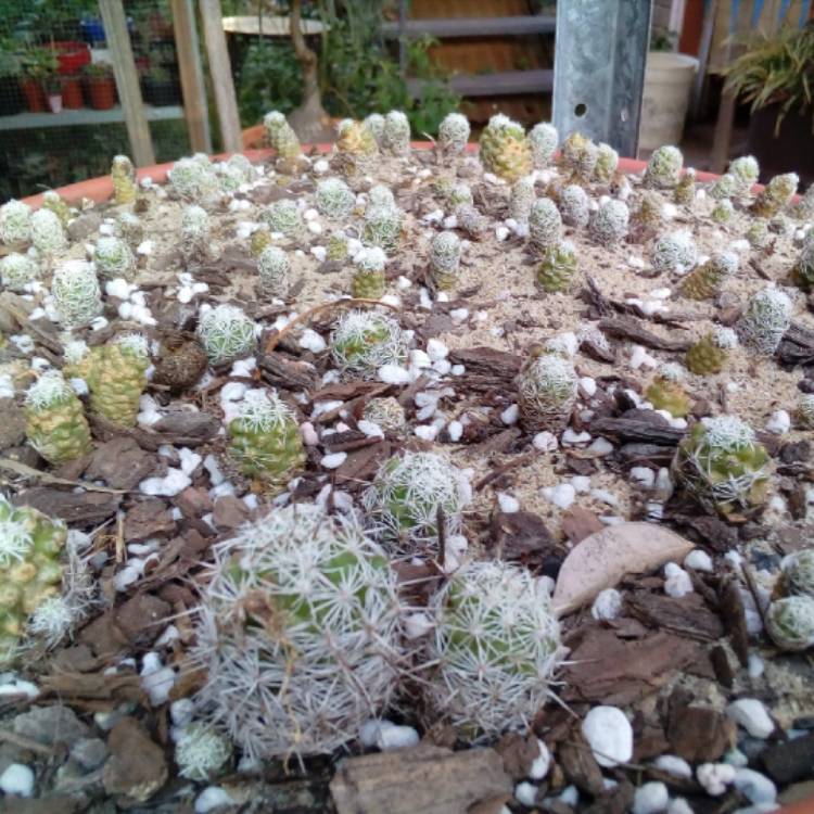 plant image 1182608