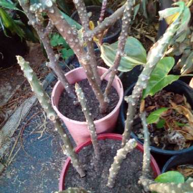 Plumeria rubra