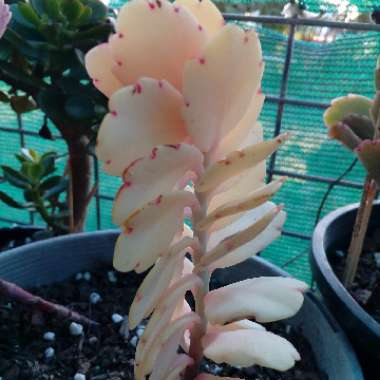 Kalanchoe fedtschenkoi 'Variegata'