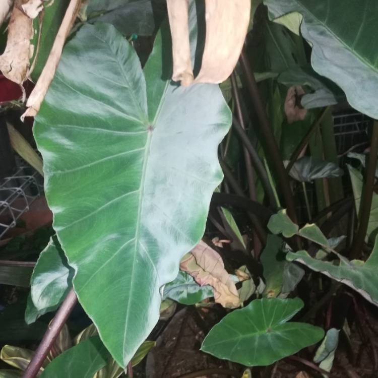 plant image 1182689
