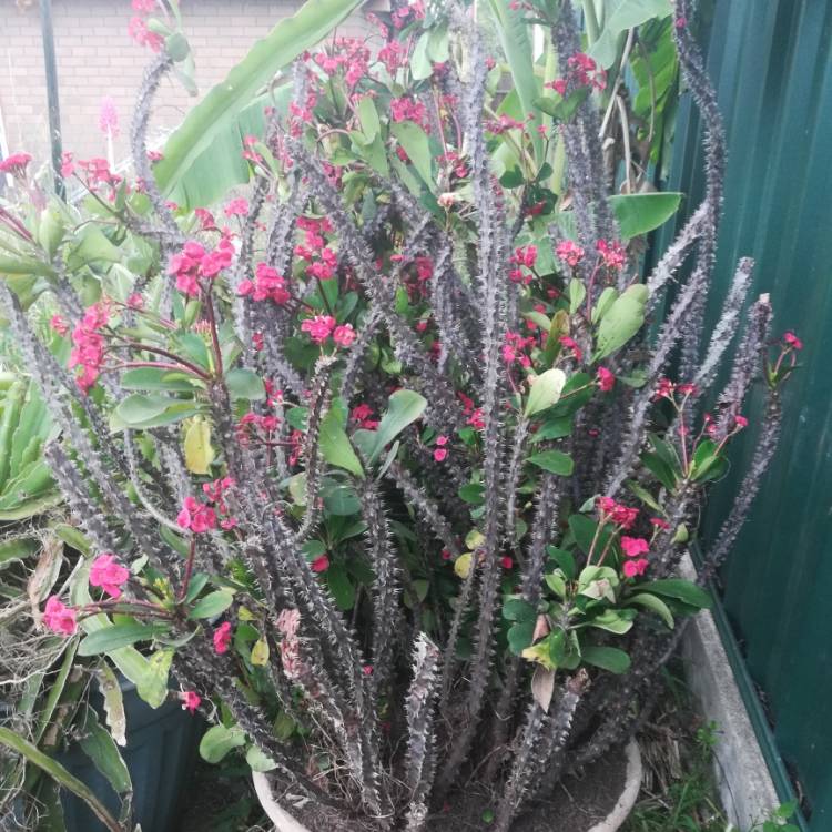 plant image 1184361