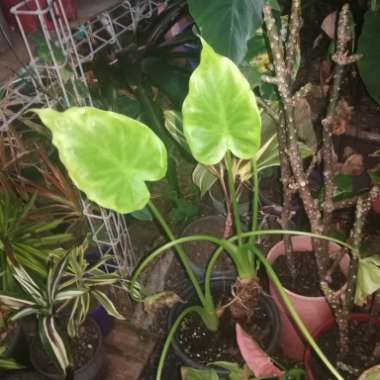 Alocasia cucullata