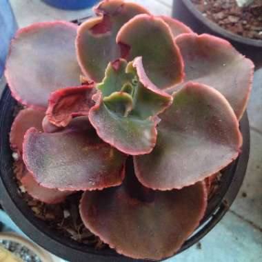 Echeveria Pappys Rose