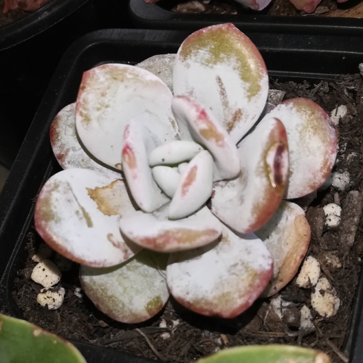 plant image 1193348