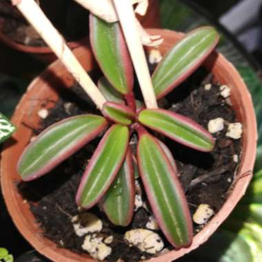 Peperomia Graveolens