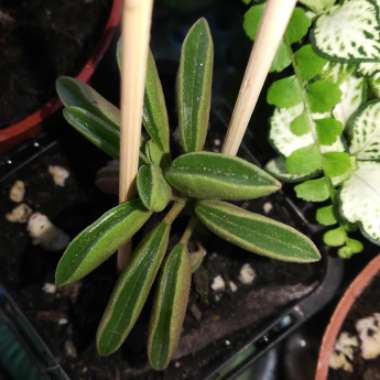 Peperomia dolabriformis