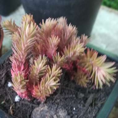 Sedum hakonense 'Chocolate Ball'