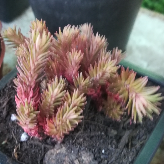 Plant image Sedum hakonense 'Chocolate Ball'