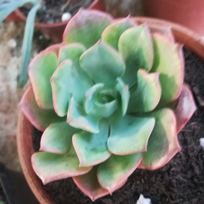 plant image 1196252