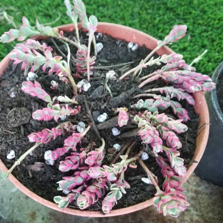 Plant image Sedum Spurium Tricolor