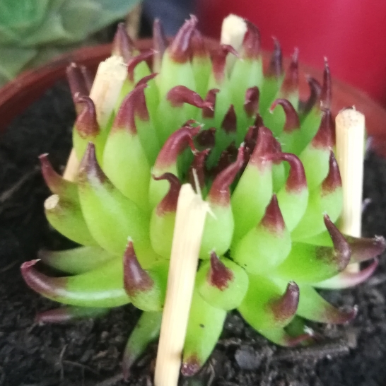 plant image 1196401