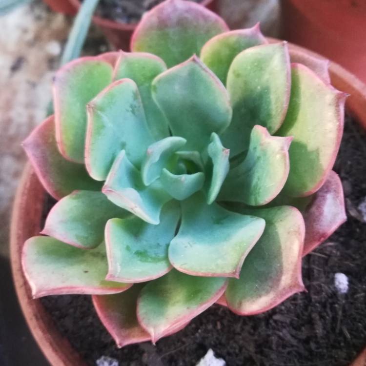 Plant image Echeveria Pagoda