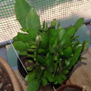 Epiphyllum little banda bit