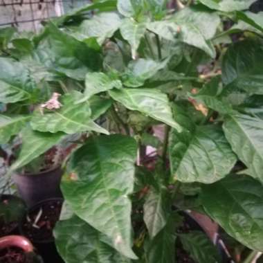 Capsicum Chinense 'Carolina Reaper'