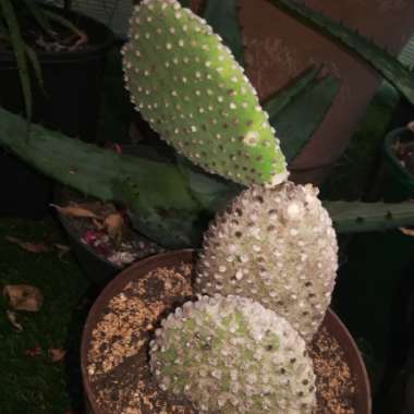 Opuntia microdasys var. albispina